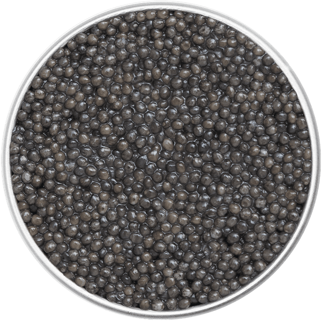 Packshot of Sevruga Royal caviar box